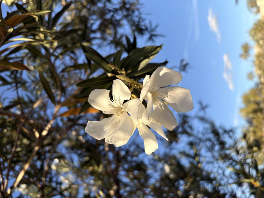 Light and petals